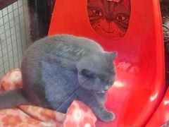 -猫咪博物馆(顶澳仔猫街店)