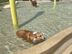 -爪吧宠物乐园 (温榆河示范区店)