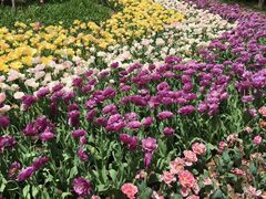 -上海鲜花港