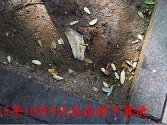 -何鲜菇火锅(大营盘店)