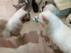 -Bastet sally猫舍购宠(静安店)