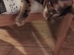 -猫色咖啡·猫咖