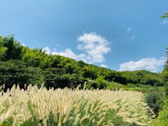 -宁波浙东大竹海景区