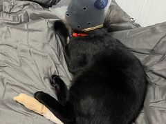 -萌兽医馆·犬猫专科·眼科中心·宠物医院(朝阳门分院)