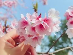 -顾村公园