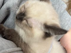 -瑞鹏宠物医院(大运分院)