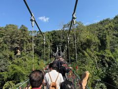 -西双版纳原始森林公园