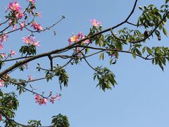 -长洲岛