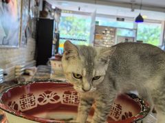 -平行世界·猫咖(首经贸店)