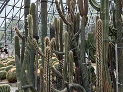 -深圳仙湖植物园
