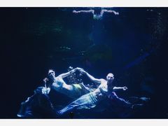 -海合安成都极地海洋公园