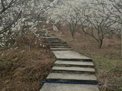 -广州市流溪河国家森林公园