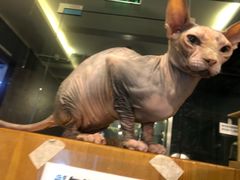 -more than meow吴止猫主题餐厅(承德 中船汇店)