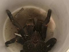 -大螃蟹海鲜餐厅