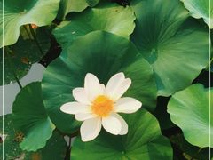 -莲花池公园