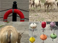-荷兰花海