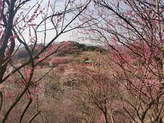-新建村梅花