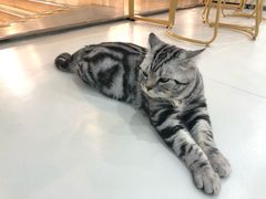 -糯米喵星人·撸猫猫舍咖啡馆(西市场嘉华店)