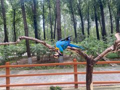 -北京野生动物园