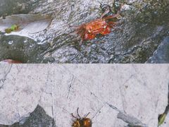 -花岙岛