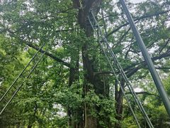 -西湖风景区十里琅珰-五云山