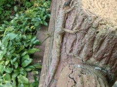 -羚羊峡古栈道森林公园