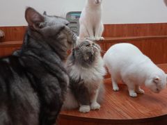 -有猫主题·治愈系猫咖(曾厝垵店)