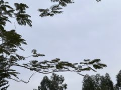 -海珠湖公园