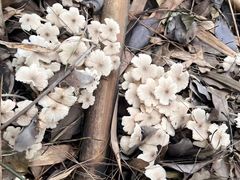 -铁山坪森林公园