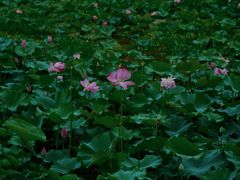 -荷塘月色湿地公园·向阳花洲