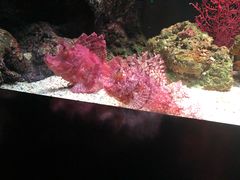 -暹罗海洋世界