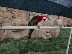 -西霞口神雕山野生动物世界