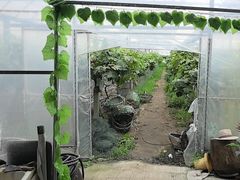 -马陆小张葡萄园农家乐