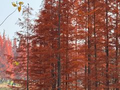 -白鹭湾湿地公园