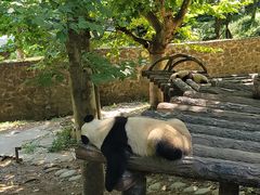 -都江堰中华大熊猫苑
