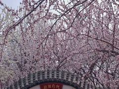 -桃花堤公园
