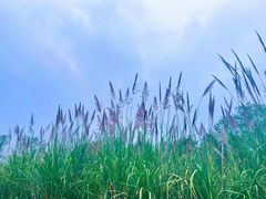 -桤木河湿地公园