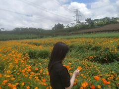 -紫颐香薰山谷景区
