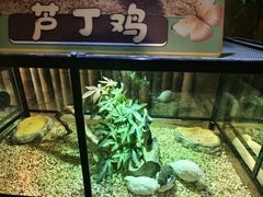 -常州淹城野生动物世界