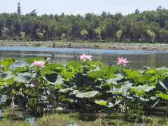 -长春市南湖公园