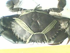 android_upload_pic-龙泉海鲜酒楼(龙昆南路店)