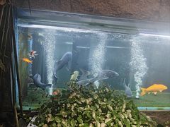 -又见炊烟私房菜(敬亭路店)