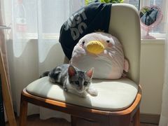 -喵zoo家庭繁育猫舍(尖东智能花园店)