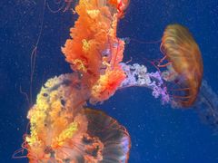 -海合安成都极地海洋公园