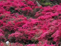 -木兰云雾山