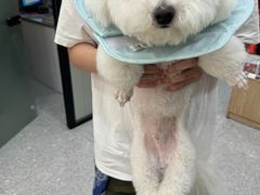 -四月宠物医院·猫专科·心脏专科·内科(转塘店)