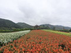 -径山花海