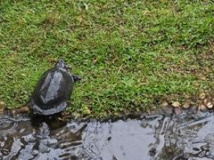 -广东惠东海龟国家级自然保护区