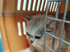 -瑞鹏宠物医院·骨科·猫科·内科(第一中心)