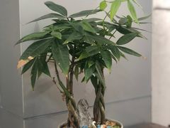 -汉堡双倍·喜鹊堡